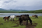 Lake Hovsgol horses